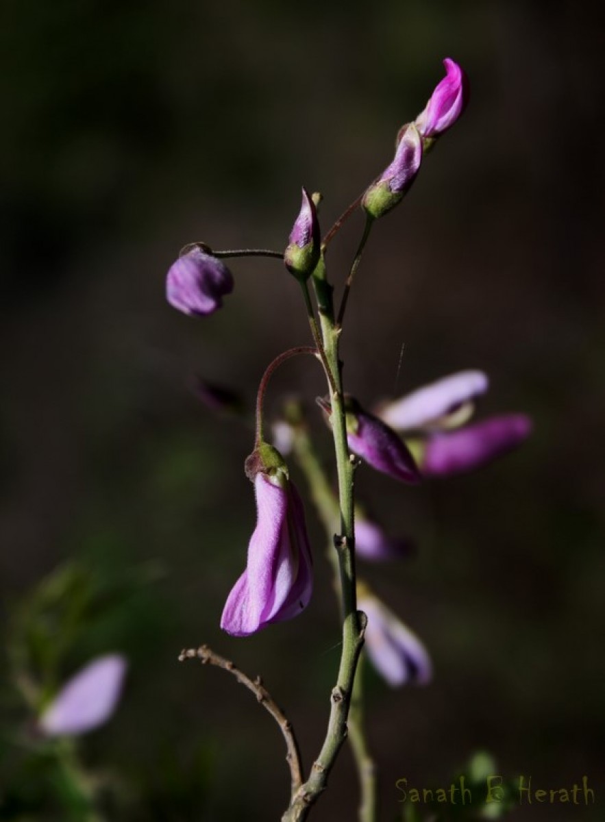 Mundulea sericea (Willd.) A.Chev.